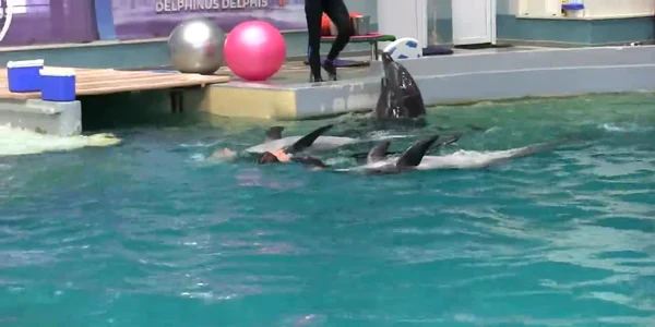 Delfinii din Ucraina au făcut spectacol la Constanţa