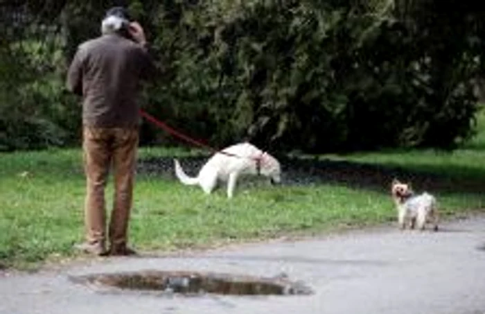 Unii dintre timişoreni nu se sinchisesc să strângă mizeria produsă de animale