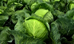 cabbage 3722517 1280 jpg