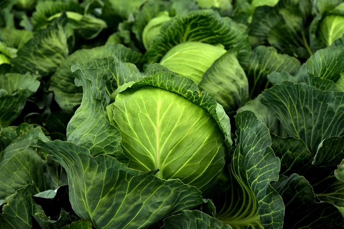 Cultivarea verzei, cei mai importanți pași / FOTO: Pixabay