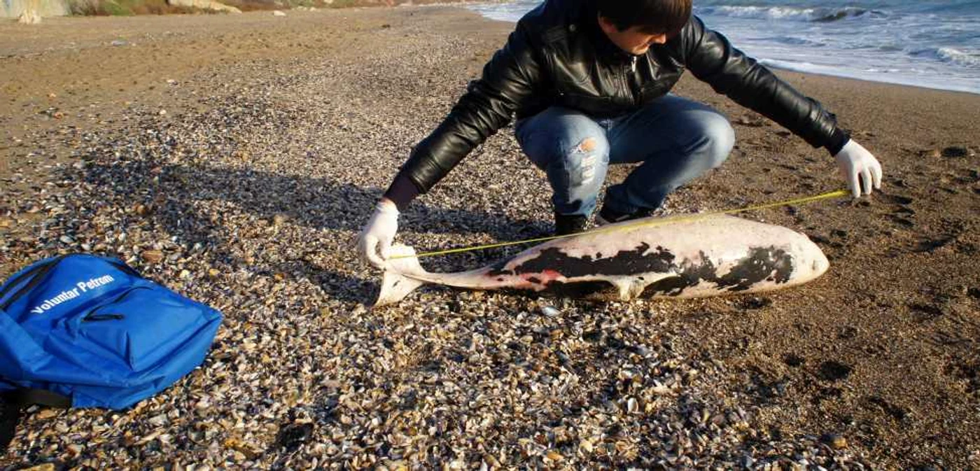 Delfini din Marea Neagră 