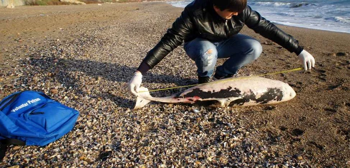 Delfini din Marea Neagră