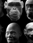 Homo erectus nu era singur  Alte două specii de hominizi au trăit în aceeaşi perioadă jpeg
