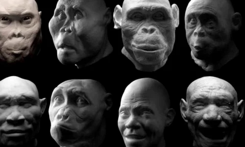 Homo erectus nu era singur  Alte două specii de hominizi au trăit în aceeaşi perioadă jpeg