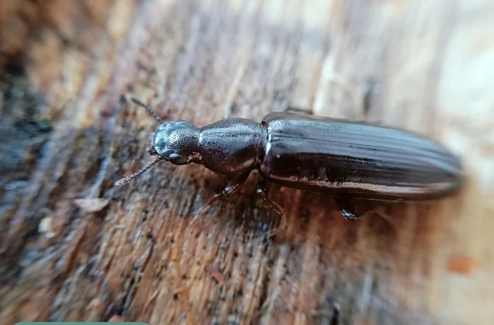 Insectă rară descoperită la Cernobîl FOTO: FB