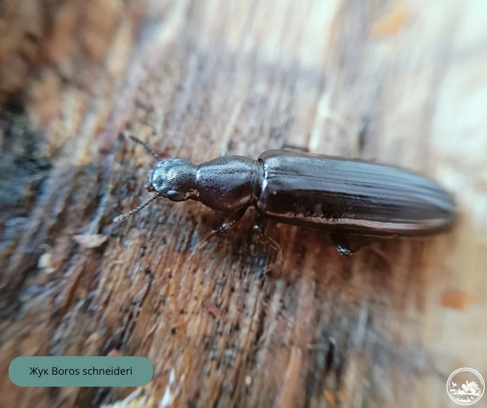 Descoperire rară la Cernobîl: o insectă pe cale de dispariție a fost găsită în pădurile ucrainene. Cum explică cercetătorii