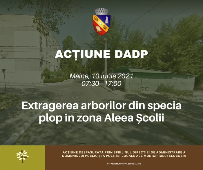 Extragerea arborilor bătrâni, operaţiune executată la Slobozia FOTO Facebook/ Municipiul Slobozia