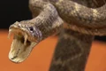 vipera muscatura jpeg