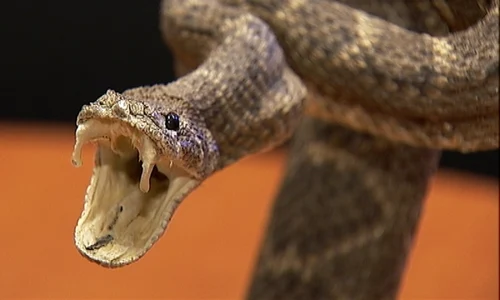 vipera muscatura jpeg