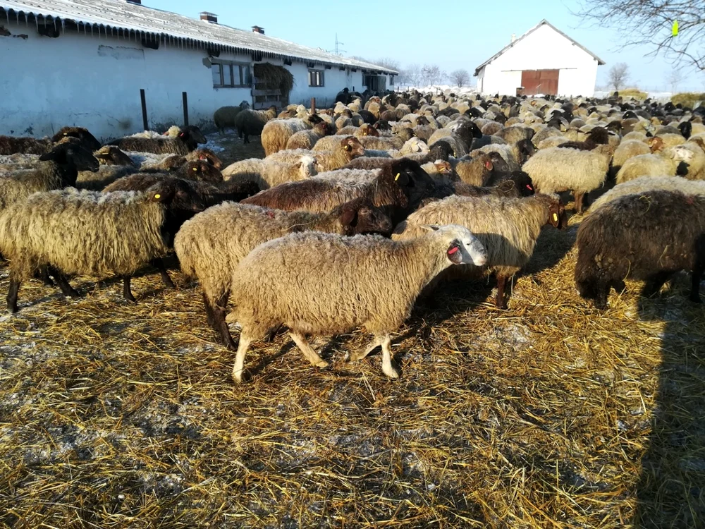 România se află pe locul doi în UE la numărul de oi FOTO Cosmin Zamfirache