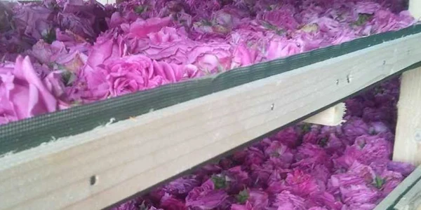 StiriAgricole.ro