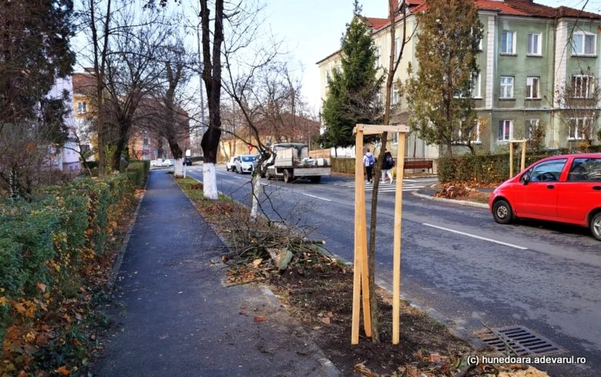 Un puiet a luat locul unui arbore uscat, extras în urmă cu câteva zile din cartierul OM. Foto: Daniel Guţă. ADEVĂRUL