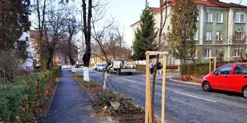 plantari hunedoara arbori foto daniel guta adevarul