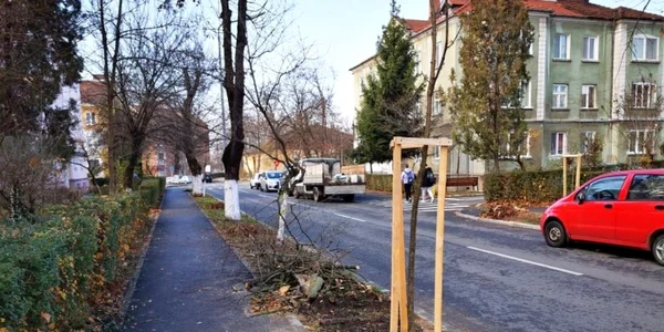 plantari hunedoara arbori foto daniel guta adevarul