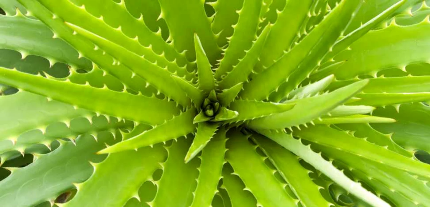 Frunzele de aloe vera zdrobite şi aplicate la subraţ pot fi de ajutor în caz că transpiri abundent.