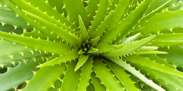 calarasi aloe