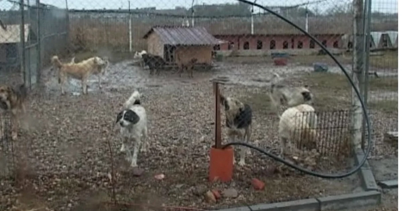 Câinii comunitari de la apăpostul SOS Dogs vor trăi în condiţii mai bune