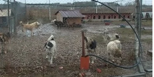 Câinii comunitari de la apăpostul SOS Dogs vor trăi în condiţii mai bune