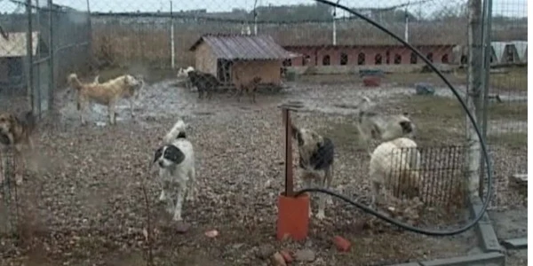 Câinii comunitari de la apăpostul SOS Dogs vor trăi în condiţii mai bune