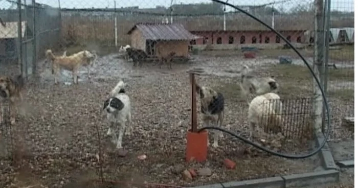 Câinii comunitari de la apăpostul SOS Dogs vor trăi în condiţii mai bune