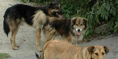Sătmărenii pot adopta câini de pe străzi, îngrijiţi de asociaţie