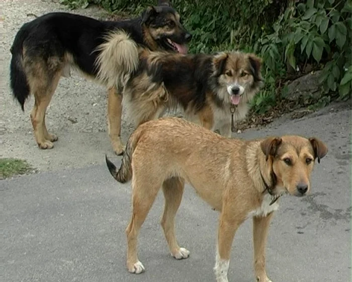 Sătmărenii pot adopta câini de pe străzi, îngrijiţi de asociaţie