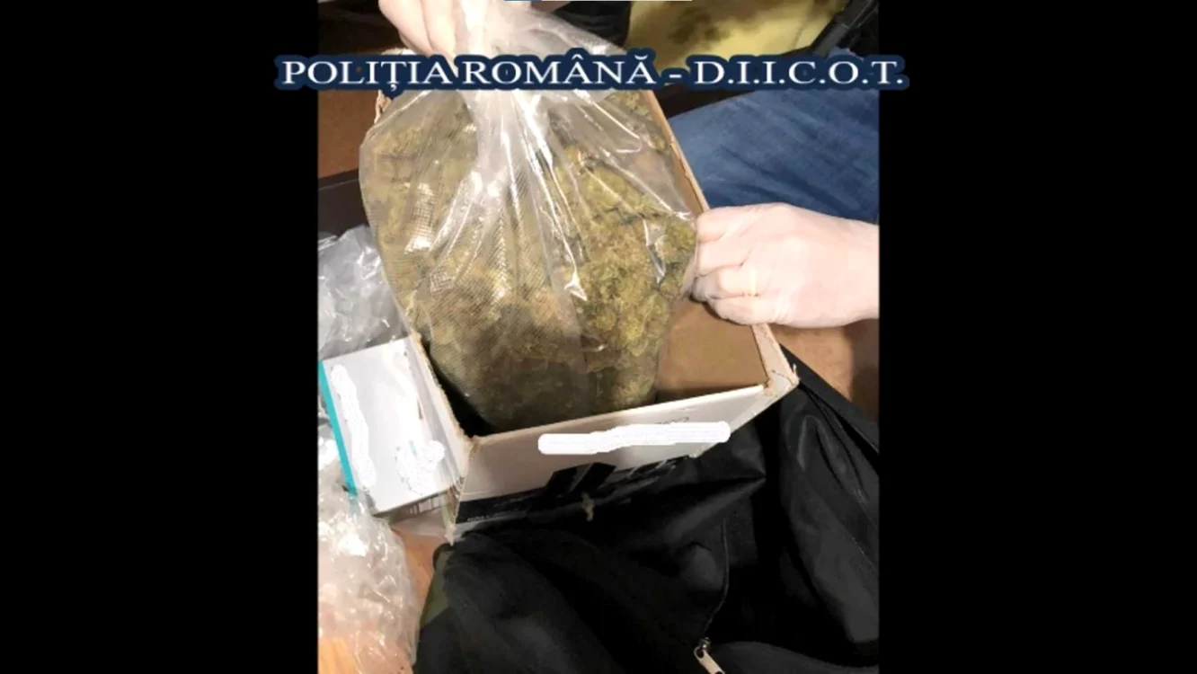 Cannabis descoperit de poliţişti la percheziţii. Foto captură video