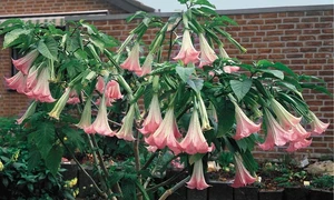 plante trompeta/FOTO:X