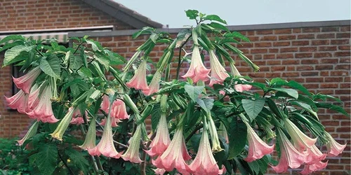 plante trompeta/FOTO:X