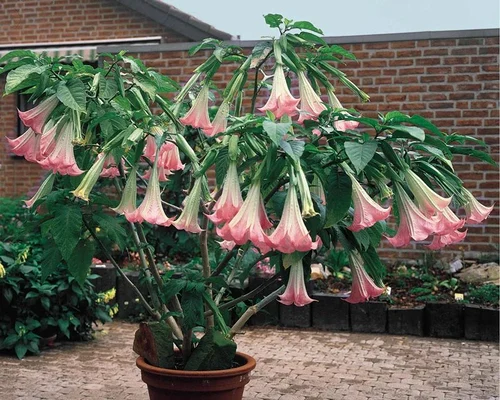 plante trompeta/FOTO:X