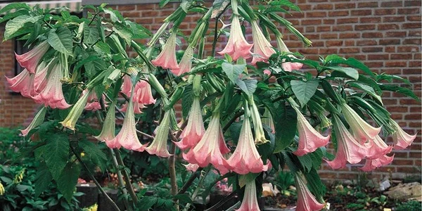 plante trompeta/FOTO:X