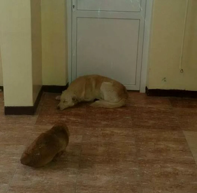 Doi maidanezi, paznici în interiorul dispensarului din Dragomireşti