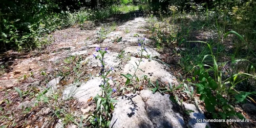 drum roman  foto daniel guta adevarul