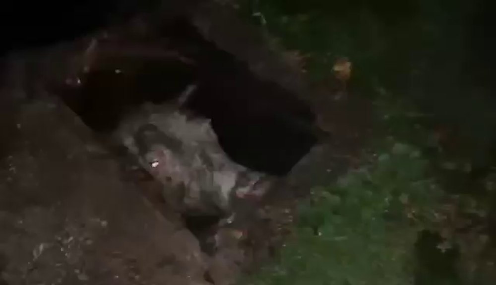 Operațiune în plină noapte a pompierilor pentru salvarea unei vaci căzute într-o fosă septică VIDEO 