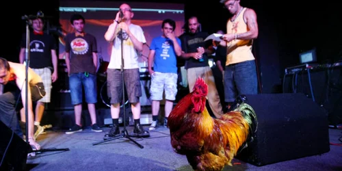 Cocoșul Didu a fost coprezentatorul Festivalului Porcul de Aur