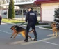 caini de serviciu la jandarmeria mehedinti FOTO Corina Macavei