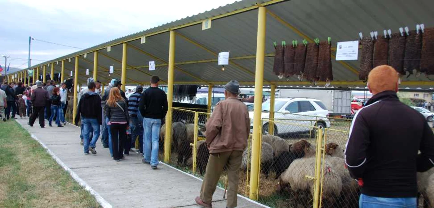 Expo Zoo Agroind Vaslui a fost anulată din cauza "limbii albastre" FOTO Adevărul