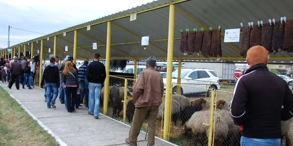 expo zoo vaslui