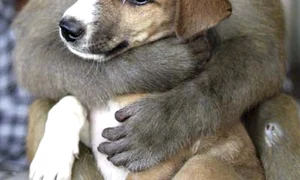 Nimic nu se compară  cu siguranţa pe care  o simte un pui atunci  când e lângă mama lui (Fotografii: Photoland / Wenn / Reuters) jpeg