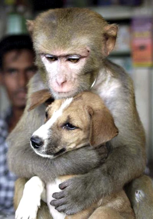 Nimic nu se compară  cu siguranţa pe care  o simte un pui atunci  când e lângă mama lui (Fotografii: Photoland / Wenn / Reuters)