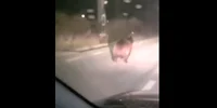 Urs pe strada bistrita captura Rasunetul png