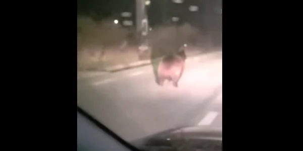 Urs pe strada bistrita captura Rasunetul png