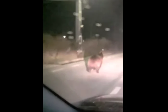 Ursul a fost filmat pe stradă. FOTO Captură video Facebook Răsunetul