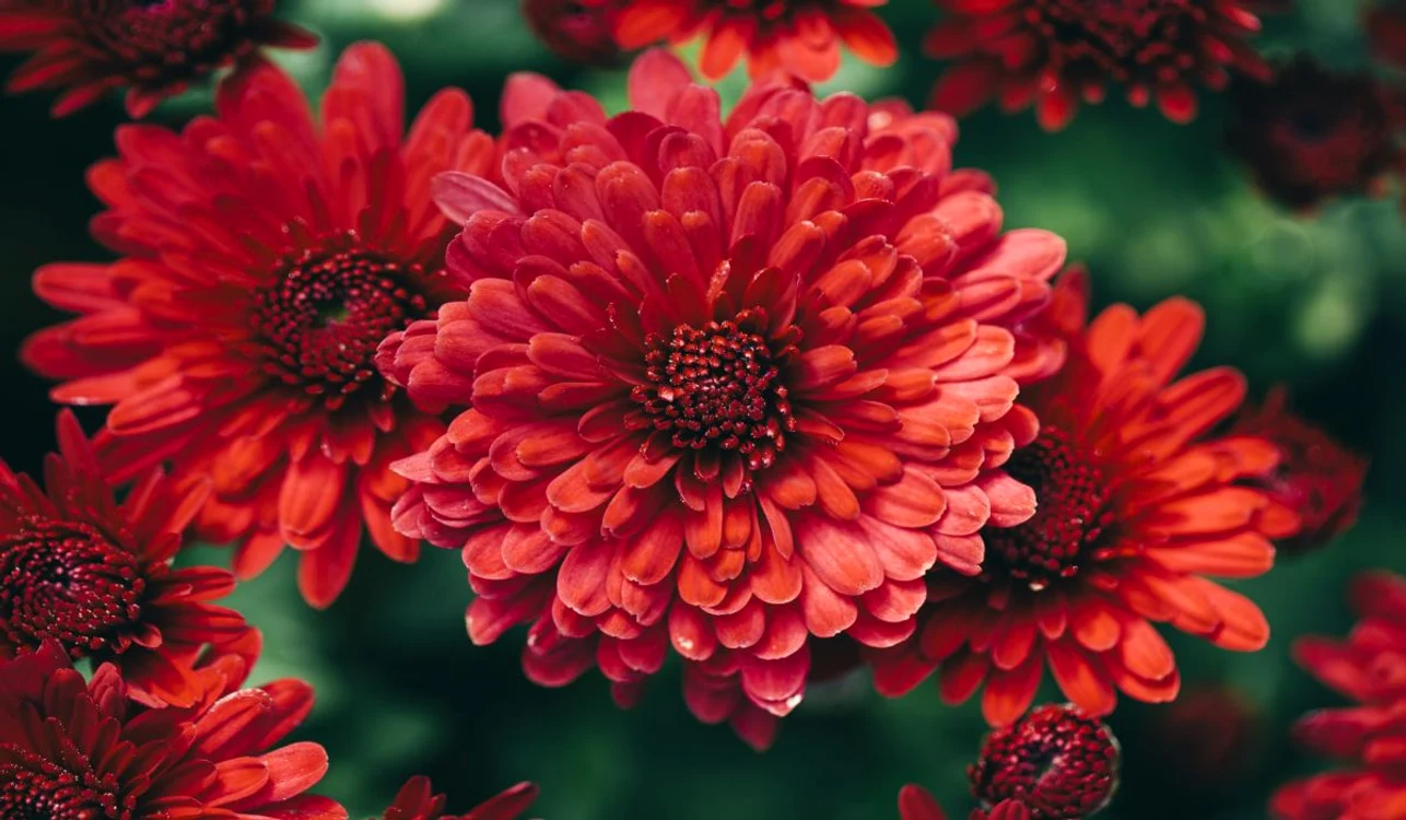 Top 3 plante Feng Shui care îți vor aduce noroc și prosperitate în această toamnă