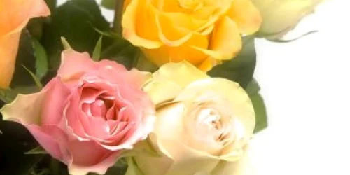 Află ce simte pentru tine în funcţie de florile dăruite 