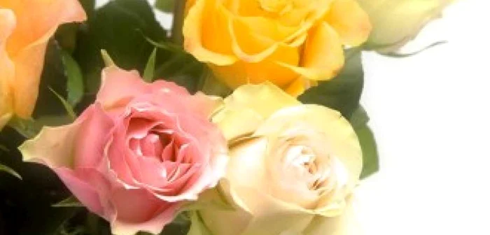 Află ce simte pentru tine în funcţie de florile dăruite