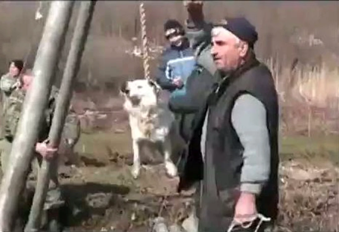 
    Câinele este legat cu o frânghie între doi stâlpi  