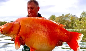 Andy Hackett alături de captura sa jpg