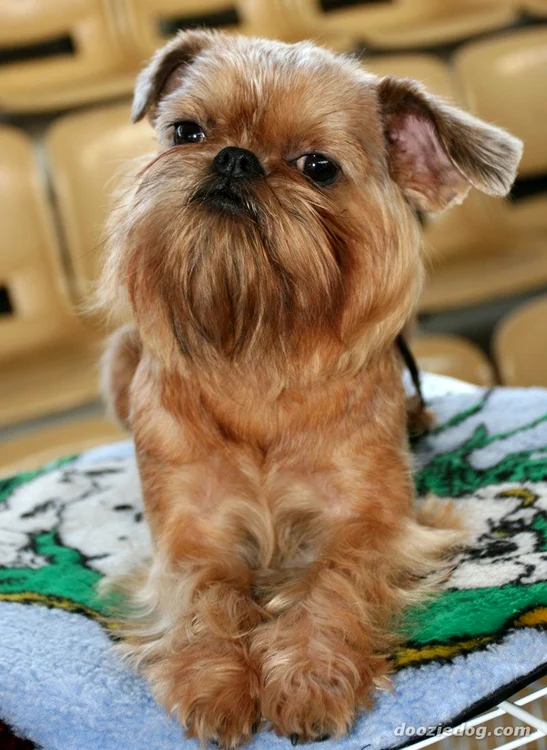 
    Cea mai mică rasă de câini din lume - Brussels Griffon nu creşte mai înalt de 20 de centimetri  
