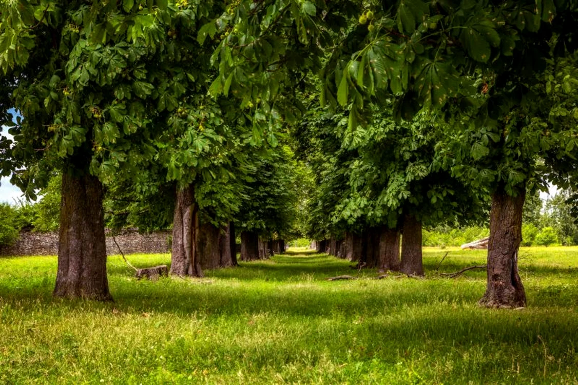 Alee cu aliniament în parcul de vânătoare al „Micului Trianon” de la Floreşti